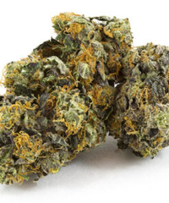 Black Domina Indica
