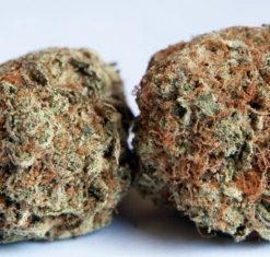 Mango Kush Marijuana Strain