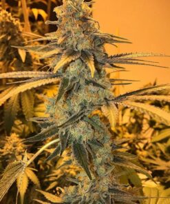 BUY OG KUSH ONLINE